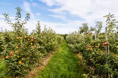 Bodensee Baumplantagen