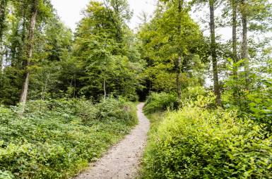 Waldweg Bodensee Wandern