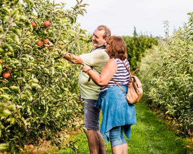 Wandern Bodensee Apfelplantagen