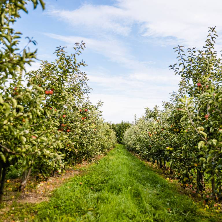 Apfelplantagen Bodensee