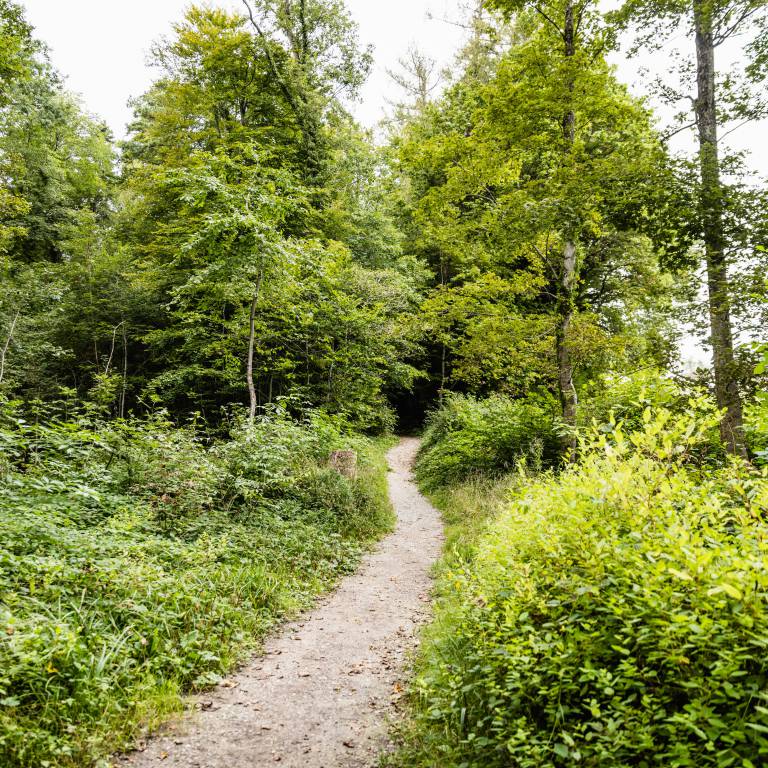 Waldweg Bodensee Wandern