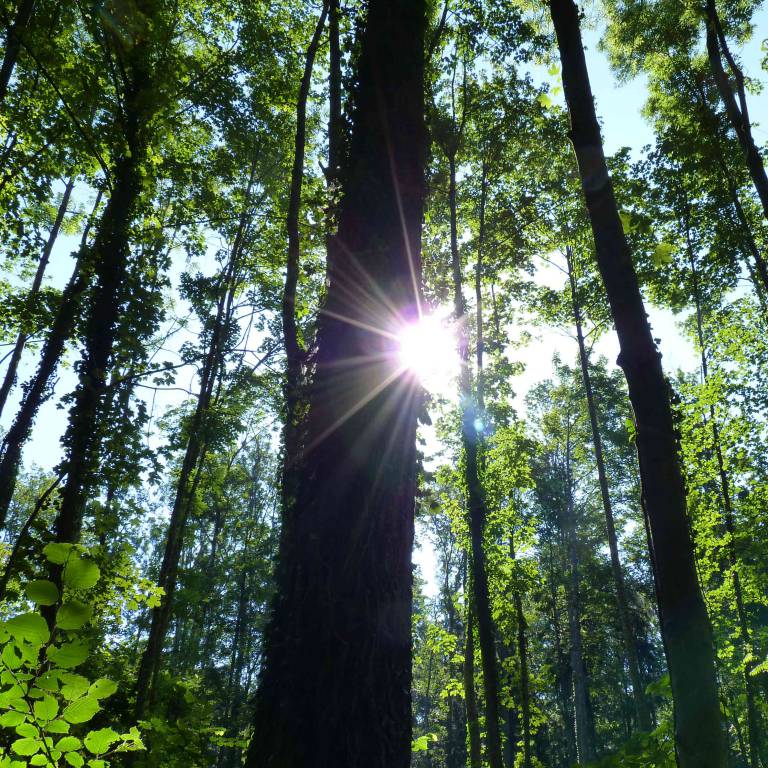 Waldbaden Shinrin Yoku Bodensee